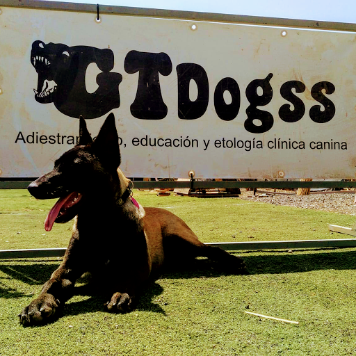 Adiestrador canino y Educación - Avantdogss