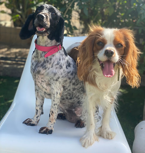 Peluquería y Guardería Canina Talento