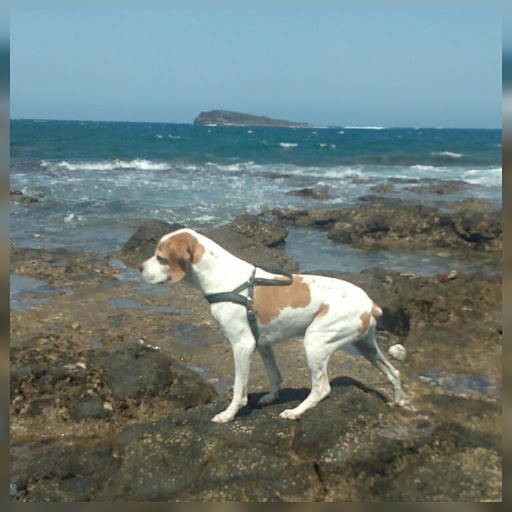 Residencia Canina Maspalomas