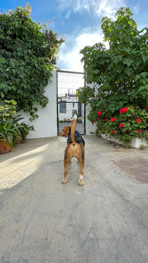 Peluquería y Guardería Canina Talento