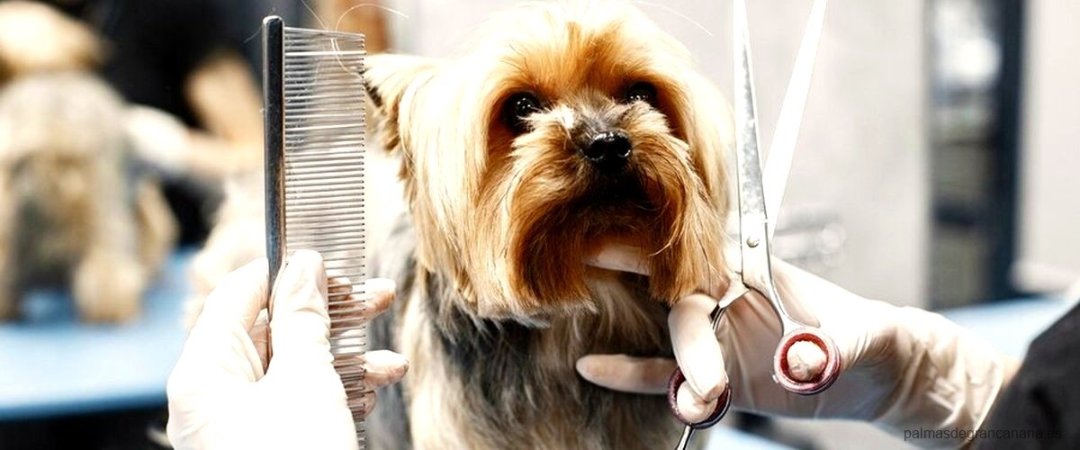 Las 9 mejores peluquerías caninas de Las Palmas de Gran Canaria